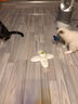 all for paws蝴蝶飞飞 自动逗猫玩具逗猫棒 猫咪玩具 自动旋转逗猫器 实拍图