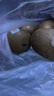 佳沛（zespri）新西兰  阳光金奇异果10粒礼盒巨大果单果约144-175g 水果 猕猴桃 实拍图