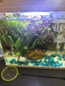 疯狂水草（FKSC）真水草鱼缸造景套餐净化水质懒人鱼缸水草植物直接入缸蜈蚣草 【赛级精品】鹿角茸+水罗兰+血心兰 实拍图