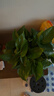 双盟绿萝盆栽除甲醛花卉绿植办公室新房净化空气180加仑2盆装源头直发 实拍图