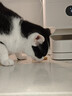 米家宠物智能喂食器2 小米猫咪喂食器+小米智能喂食器干燥盒套装 实拍图