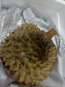 晨木鲜生（chenmuxiansheng）泰国进口金枕头榴莲鲜果 榴莲新鲜生鲜水果 软糯香甜 4-5斤（1-2个） 实拍图