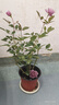 海蒂的花园旗舰店月季花卉盆栽小苗灌木蔷薇阳台观赏南北方四季可种原盆原土 幻紫15cm盆 含盆 实拍图