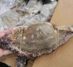 梭子蟹鲜活特大野生舟山大螃蟹海鲜新鲜冷冻海蟹水产飞蟹白蟹顺丰 9两以上/只 【净重5斤大梭子蟹】 实拍图