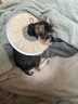 汤琪宠物伊丽莎白圈绝育护理项圈猫咪狗狗美容脖圈防舔咬小型犬头套 可可奶 S（合适2-5斤） 实拍图