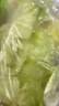 京鲜生&听蔬 有机生菜1斤品种随机发 绿生菜罗马生菜球生菜随机源头直发 实拍图