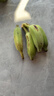 正宗苹果蕉广西香蕉自然熟新鲜水果奶蕉粉蕉小米芭蕉鹏贸 净重1斤 实拍图