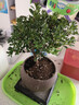 开时果 小叶赤楠盆景摆件 办公室桌面绿植花卉好养盆栽植物源头直发包邮 【推荐款】舍得紫砂盆+苔藓+底座 实拍图