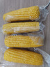 十月稻田 黄糯玉米 3.52斤(220g*8根) 25年新玉米 低脂 早餐零食 东北玉米 实拍图