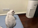 东芝（TOSHIBA）宠物空气净化器大白梨PET猫毛净化器大风量吸毛净化器除螨除尘除过敏源消毒杀菌家用【国家补贴】 实拍图
