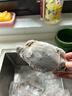舟山梭子蟹鲜活特大野生大螃蟹新鲜冷冻海鲜水产海蟹飞蟹白蟹顺丰 3-5两/只【3斤 当季船供】 实拍图
