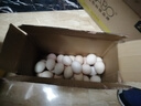 我老家农家养现捡新鲜初生蛋谷物柴鸡蛋盒装 50枚2000g 实拍图
