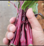 北蔬 红菜苔种子种苗菜心菜薹四季青菜蔬菜种籽 北蔬红菜苔种子5g 实拍图