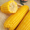 佳农 东北水果玉米棒2.8斤 6-7包 真空包装 开袋即食 可烘培 源头直发 实拍图