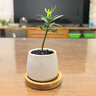 八芽迷你盆栽绿植室内桌面办公室好养花卉小盆景四季常青植物净化空气 罗汉松-白小雪梨盆-竹底托 带盆栽好 实拍图