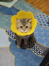 欢宠网伊丽莎白圈猫狗宠物猫咪狗狗绝育项圈软头套脖套防舔防咬脖圈耻辱 实拍图