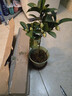 四季茶花红山茶盆栽阳台露台庭院绿植带花苞原盆原土好养活 夏日七心（40厘米以上，带盆带花苞发货） 夏日七心 晒单实拍图