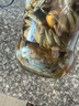 陆龙3A白玉蟹 佐餐佳品 即食醉蟹螃蜞蟹朋友蟹 宁波特产舟山海鲜水产 [冷藏]3A白玉蟹300g*2瓶 实拍图