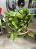 长藤绿萝盆栽室内花卉大叶绿箩水养盆景桌面办公客厅水培垂吊绿植 精品1白盆藤长80cm左右带吸水盆 实拍图