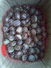 栗小胖新货迁西板栗生新鲜栗子生鲜迁西生栗子大油栗小毛唐山板粟 313品种净重5斤   大果（个头均匀果肉黄） 实拍图