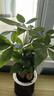 发财树盆栽大植物室内办公室桌面客厅小盆景招财树苗绿植花卉盆栽 三杆发财树 5-8cm【繁星吸水盆】 【送肥料】 实拍图