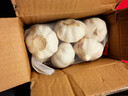 山东金乡蒜大蒜出口标准精选大蒜头蔬菜调料单果5cm 出口标准网兜装箱 455g 5-5.5cm特大 实拍图