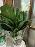 【热销款】白掌一帆风顺盆栽水培植物室内花绿植红掌发财树吸甲醛 【店主推荐】特级白掌6-8株带花+早安盆+营养液 实拍图