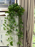 长藤绿萝盆栽室内花卉大叶绿箩水养盆景桌面办公客厅水培垂吊绿植 精品2白盆藤长80cm左右带吸水盆 实拍图
