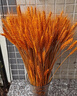 盛世泰堡 天然麦穗干花花束开业大麦花篮客厅田园装饰摆件干花插花拍摄道具 金色200支（不带篮） 实拍图