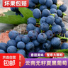 云南夏黑葡萄无籽黑提子黑加仑巨峰孕妇当应季新鲜水果现摘当季 云南建水夏黑葡萄3斤 实拍图