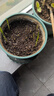 德沃多16L植物营养土通用养花土种菜有机土壤绿植盆栽种植土椰糠泥炭 实拍图