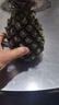 广东徐闻香水菠萝新鲜水果生鲜热带孕妇水果整箱包邮 【限时低价】1个装  单果650g起 实拍图