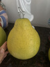 趣觅鲜正宗容县沙田柚产地直发广西特产纯甜无酸老树白肉柚子新鲜水果 2个大果4-4.5斤普通装 实拍图