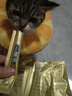 多特思主食猫条小金条软罐头奶糕成幼猫全价15g*100支湿粮猫饭 实拍图