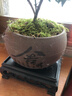 开时果 小叶赤楠盆景摆件 办公室桌面绿植花卉好养盆栽植物源头直发包邮 【推荐款】舍得紫砂盆+苔藓+底座 实拍图