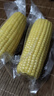 当季新货头茬东北黄甜糯玉米棒真空包装低脂黄糯大棒甜东北黏苞米 黑土地黄糯玉米【120-160克】2根 实拍图