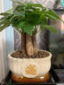 【绿萝盆栽】吸甲醛净化空气水培绿植物懒人花卉好养搬家礼物全 【公司开业】5年粗壮三杆发财树+招财进宝蓝色陶瓷盆 整体含盆高度20-25cm 实拍图