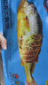 海名威 冷冻黄花鱼700g/2条 宁德大黄鱼地标 海鲜水产 生鲜鱼类 海鱼 实拍图