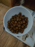 皇家猫粮 英短成猫粮 BS34 通用粮 12月以上 2KG 实拍图