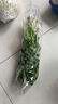 带根香菜100g 实拍图