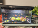 米家（MIJIA）智能生态鱼缸还原自然生态 智能鱼缸+滤芯套装 实拍图