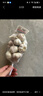 大蒜头出口品质网兜紫蒜蔬菜调料新鲜大果烧烤火锅食材 【精品网兜装】1斤装 450g 实拍图