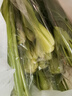 上海青约500g(油菜) 实拍图