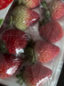 樱鲜JD顺丰多地次日达非丹东99牛奶红颜奶油酸甜云南草莓新鲜水果年货 2盒 优选果【40枚】单果10-18g 实拍图