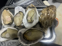 贝司令 鲜活乳山生态生蚝4XL 净重4斤 8-11只 生鲜源头直发 实拍图