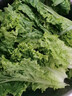 散叶生菜约400g 实拍图
