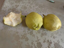 京鲜生 新疆特级库尔勒香梨 净重5斤单果120g以上 生鲜水果 实拍图