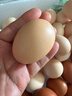 京鲜生柴鸡蛋30枚 3斤 无抗生素 谷物喂养鲜鸡蛋 源头直发 实拍图