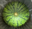 京鲜生 无籽麒麟瓜西瓜 1粒装 单果5-6斤 生鲜水果源头直发包邮 实拍图