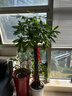 发财树大型绿植室内客厅花卉大盆栽落地办公室摆件阳台放轻松植物 【辫子造型】1.5-1.6m 原盆 实拍图